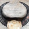 Schedels van waterbuffels (B-grade)