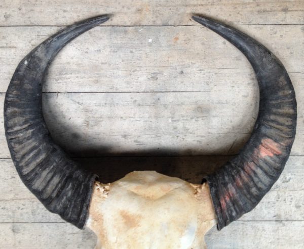 Skulls water buffalo