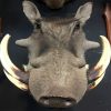 SM 460-C, Stuffed wild boar heads.