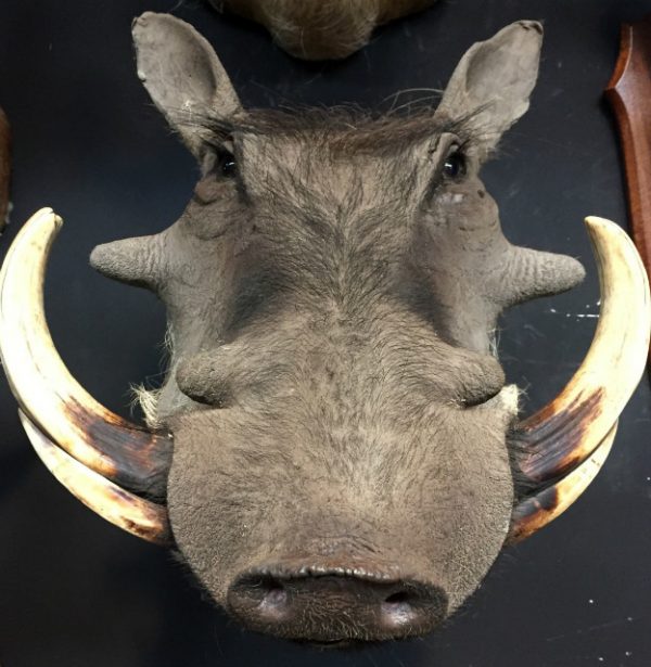 SM 101-A, Hunting trophy of a warthog