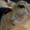 Stuffed head of a warthog