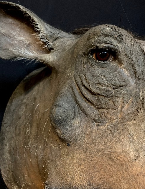 Stuffed head of a warthog