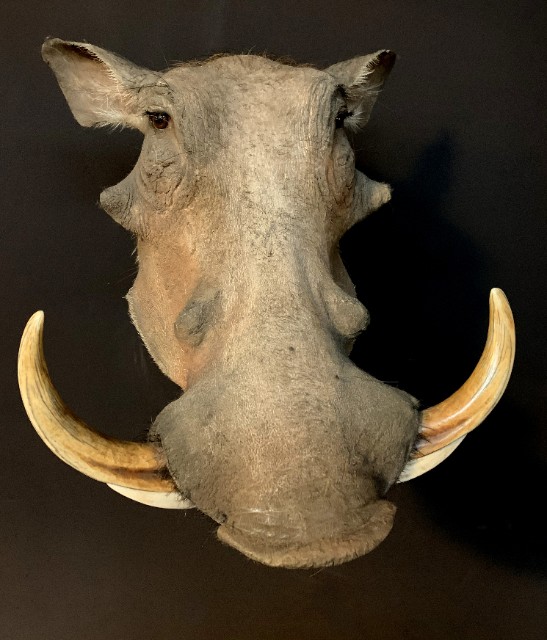 Stuffed head of a warthog