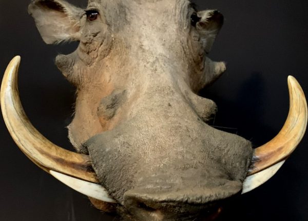 Stuffed head of a warthog