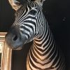 SM 110-A, Taxidermy zebra head