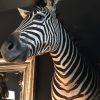 SM 110-A, Taxidermy zebra head