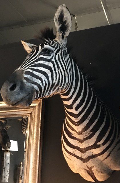SM 110-A, Taxidermy zebra head