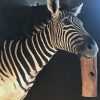 SM 110-A, Taxidermy zebra head