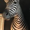 SM 110-A, Taxidermy zebra head