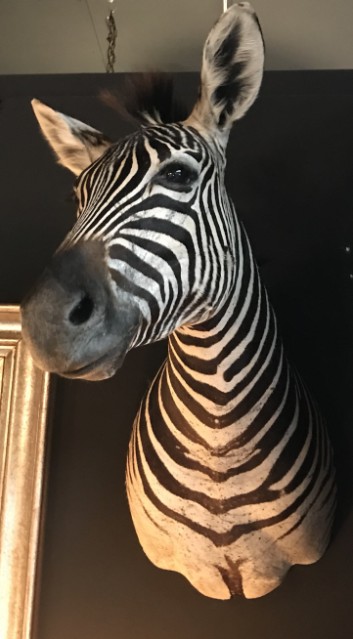 SM 110-A, Ausgestopfter Zebra Kopf