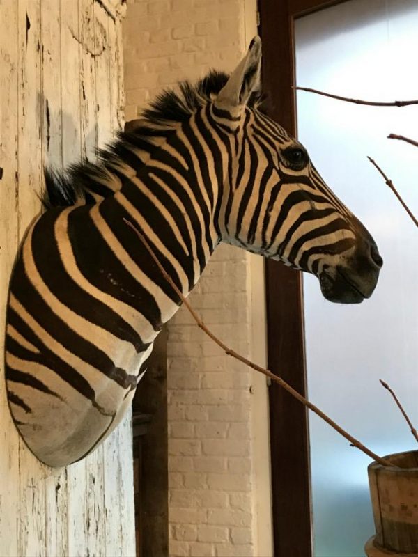 SM 111-A, Beautiful stuffed head of a Burchell's zebra