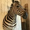 SM 111-A, Bijzonder mooie opgezette kop van een Burchell zebra