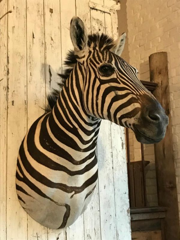 SM 111-A, Beautiful stuffed head of a Burchell's zebra