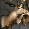 Vintage hunting trophy of a Nyala