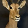 Stuffed head of a pronghorn