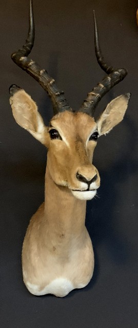 Vintage hunting trophy from an impala