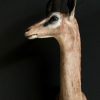 SM 191, Recently stuffed head Gerenuk or Giraffe gazelle