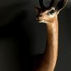 SM 191, Recently stuffed head Gerenuk or Giraffe gazelle