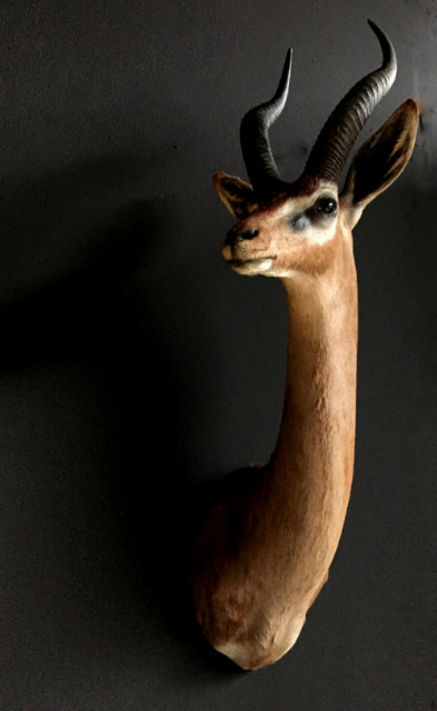 SM 191, Recentelijk opgezette kop Gerenuk of giraffe gazelle