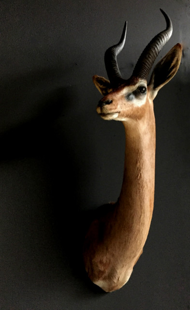 SM 191, Recently stuffed head Gerenuk or Giraffe gazelle