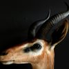 SM 191, Recently stuffed head Gerenuk or Giraffe gazelle