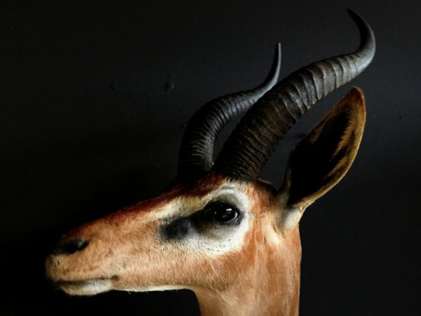 SM 191, Recently stuffed head Gerenuk or Giraffe gazelle