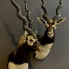 SM 193-A, Couple of taxidermy black buck