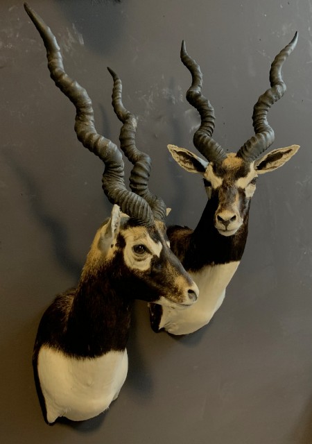 SM 193-A, Couple of taxidermy black buck