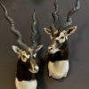 SM 193-A, Couple of taxidermy black buck