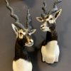 SM 193-A, Couple of taxidermy black buck