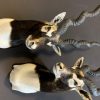 SM 193-A, Couple of taxidermy black buck