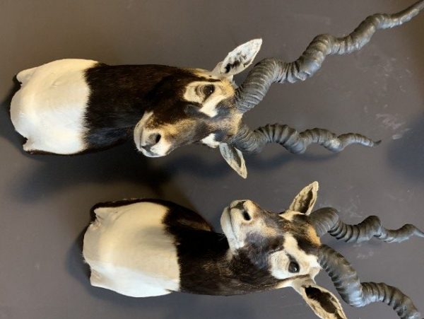 SM 193-A, Couple of taxidermy black buck