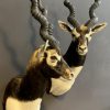 SM 193-A, Couple of taxidermy black buck