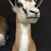 Taxidermy headsof a springbok.