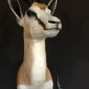 Taxidermy headsof a springbok.