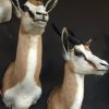 Taxidermy headsof a springbok.