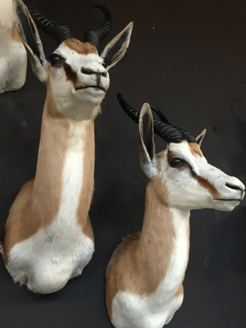 Taxidermy headsof a springbok.