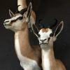 Taxidermy headsof a springbok.