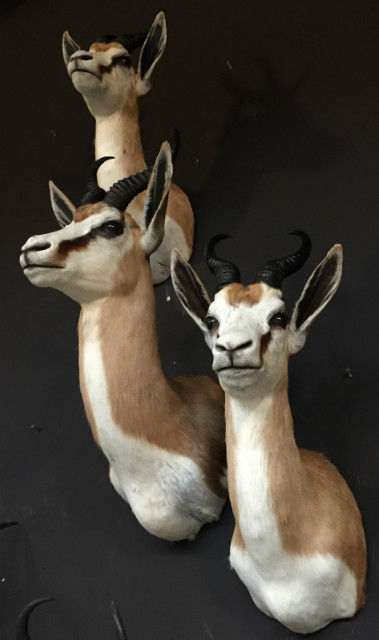 Taxidermy headsof a springbok.