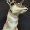 Stuffed head of a pronghorn