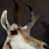 Stuffed head of a pronghorn