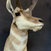 Stuffed head of a pronghorn