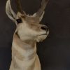 Stuffed head of a pronghorn