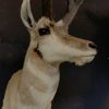 Stuffed head of a pronghorn