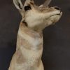 Stuffed head of a pronghorn