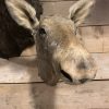 SM 320-C, Taxidermy head of a moose calf.