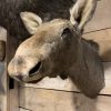 SM 320-C, Taxidermy head of a moose calf.