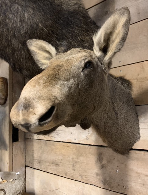 SM 320-C, Taxidermy head of a moose calf.