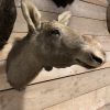 SM 320-C, Taxidermy head of a moose calf.