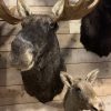 SM 320-C, Taxidermy head of a moose calf.